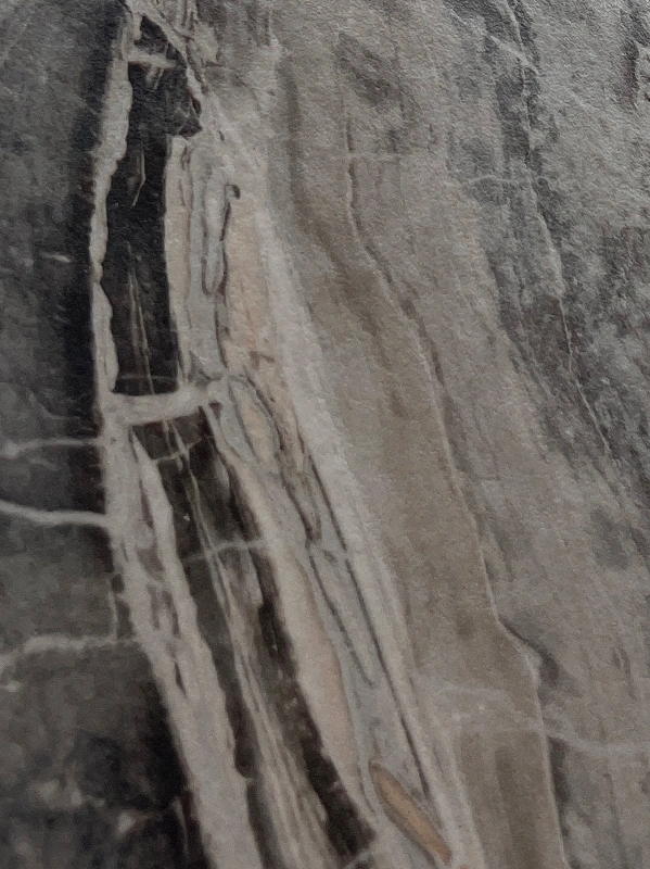 BNL1227201FY VENETIAN BROWN