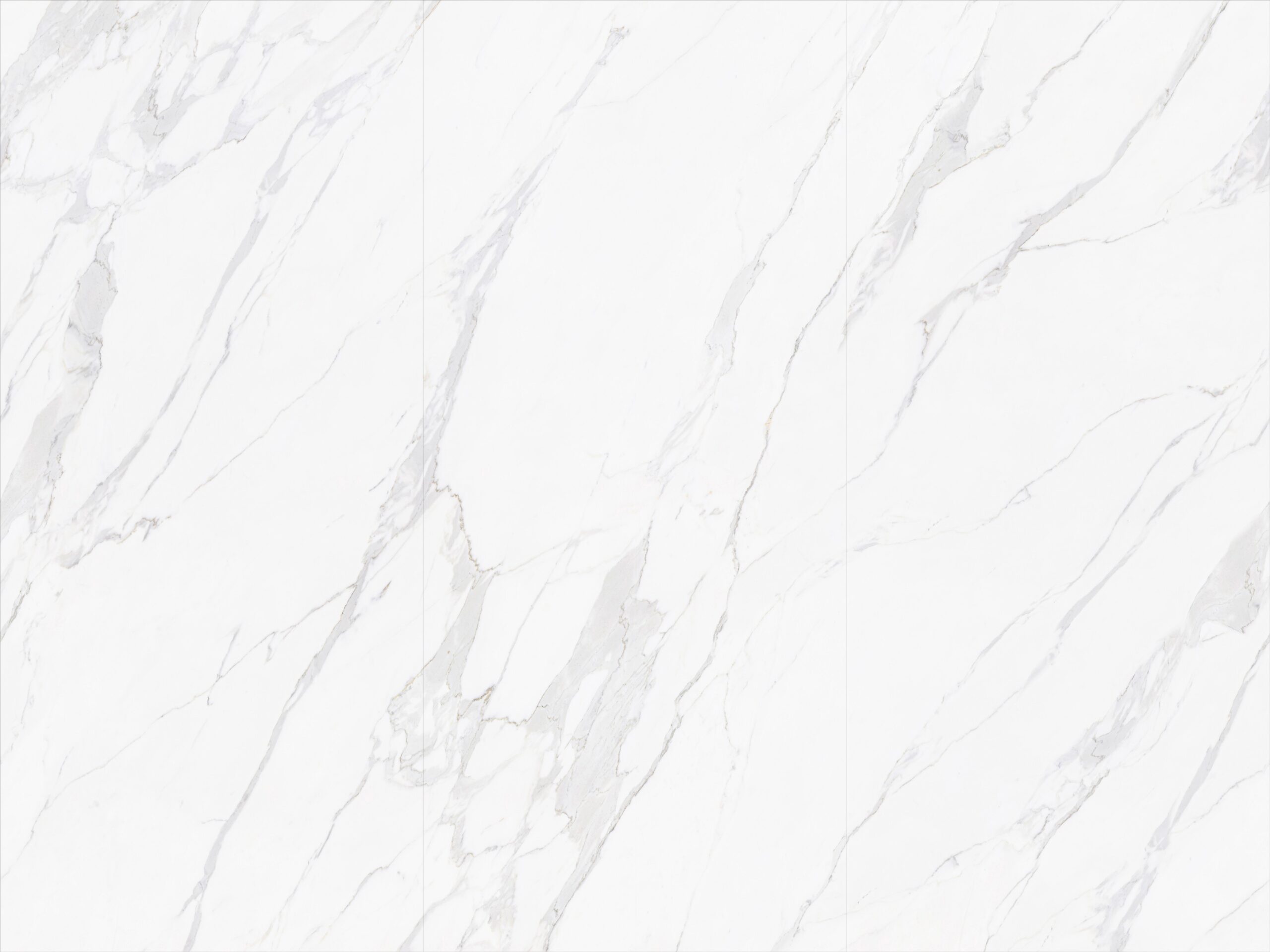 BNL1279472Y BLANCO VENTRE DE PECEO